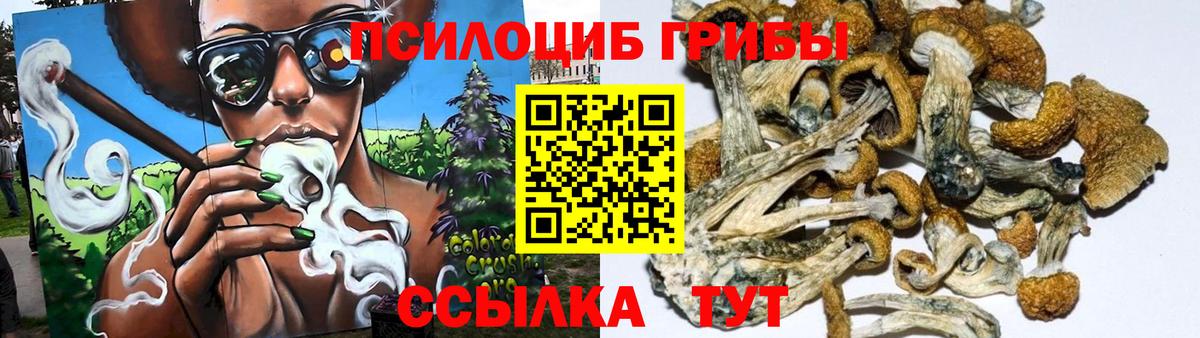 Галлюциногенные грибы Psilocybe Тюмень